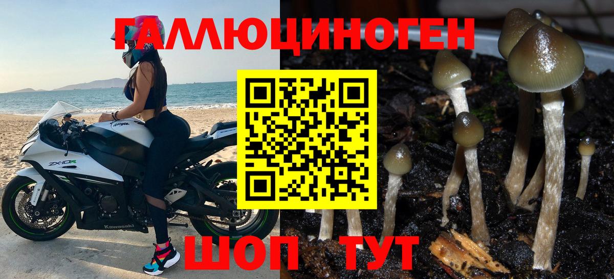 Урус-Мартан  Псилоцибиновые грибы Psilocybe  Вход с VPN  Псилоцибиновые грибы мухоморы 